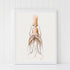 white frame vintage squid print wall art
